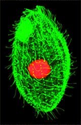 Журнал «Компьютерра» N 35 от 26 сентября 2006 года - pic_15.jpg
