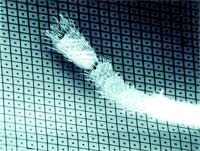 Журнал «Компьютерра» N 38 от 17 октября 2006 года - pic_8.jpg