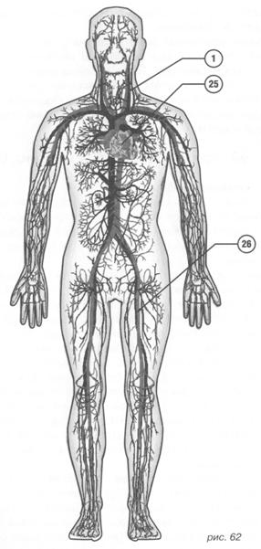 Садомазохизм: путь плети (с иллюстрациями) - image065.jpg