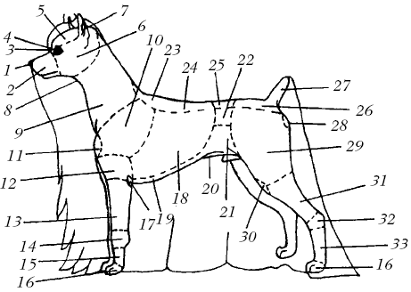 Йоркширский терьер - _002.png
