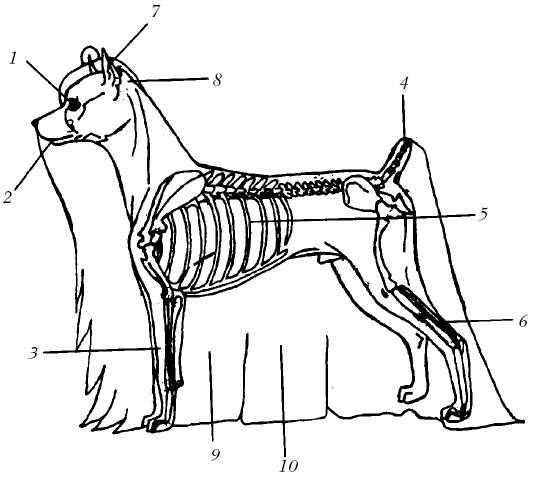 Йоркширский терьер - _003.png