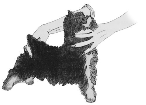 Йоркширский терьер - _009.png