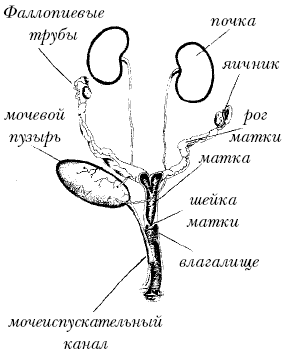 Йоркширский терьер - _013.png
