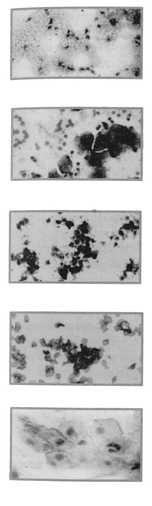 Йоркширский терьер - _014.png