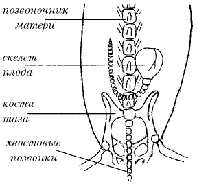 Йоркширский терьер - _023.png
