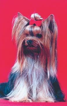 Йоркширский терьер - v05.jpg