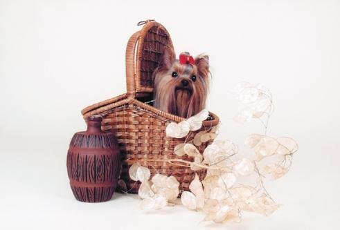 Йоркширский терьер - v08.jpg