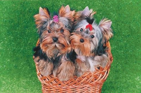 Йоркширский терьер - v09.jpg