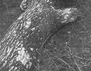 Профессиональные приемы вождения кроссового мотоцикла и эндуро - i_120.jpg