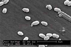 Журнал "Компьютерра" N747 - pic_15.jpg