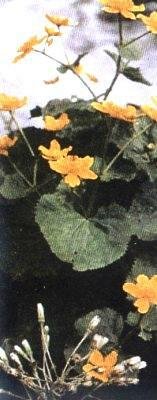 Растения – твои друзья и недруги - g39.jpg