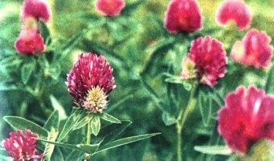 Растения – твои друзья и недруги - g46.jpg