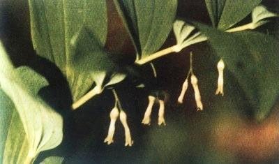 Растения – твои друзья и недруги - g50.jpg