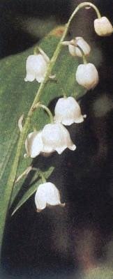 Растения – твои друзья и недруги - g52.jpg