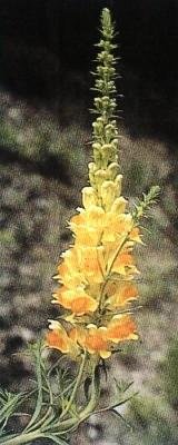 Растения – твои друзья и недруги - g56.jpg