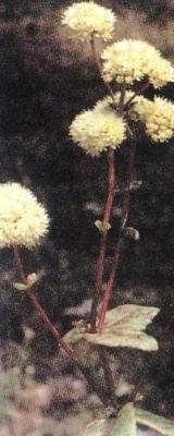 Растения – твои друзья и недруги - g60.jpg