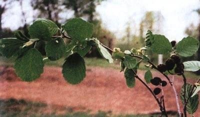 Растения – твои друзья и недруги - g61.jpg