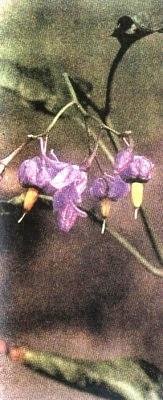 Растения – твои друзья и недруги - g65.jpg