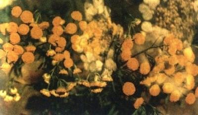 Растения – твои друзья и недруги - g69.jpg