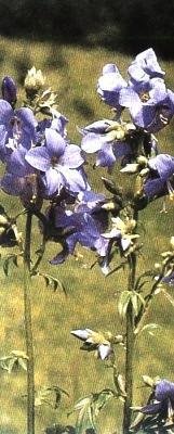 Растения – твои друзья и недруги - g80.jpg