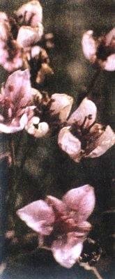 Растения – твои друзья и недруги - g87.jpg