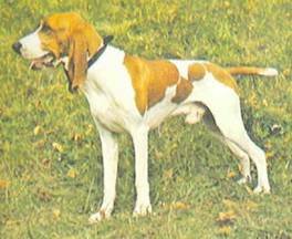 Энциклопедия собаки. Охотничьи собаки - i_049.jpg