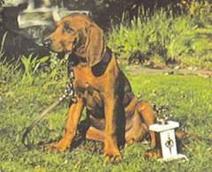 Энциклопедия собаки. Охотничьи собаки - i_060.jpg