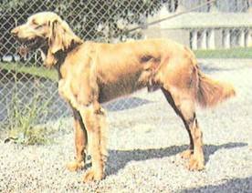 Энциклопедия собаки. Охотничьи собаки - i_096.jpg