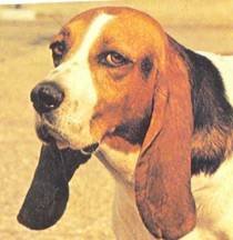 Энциклопедия собаки. Охотничьи собаки - i_113.jpg