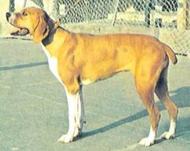 Энциклопедия собаки. Охотничьи собаки - i_120.jpg