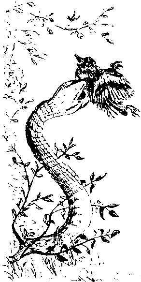 Кен Хэм Эндрю Снеллинг Карл Вилэнд КНИГА ОТВЕТОВ Ответы на 12 наиболее часто задаваемых вопросов о книге бытия, творении и эволюции - i_37.png