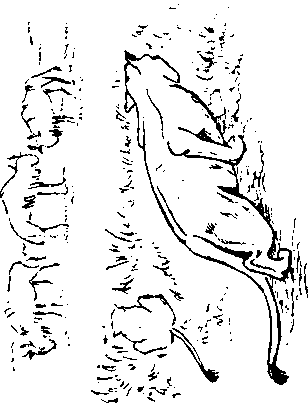 Кен Хэм Эндрю Снеллинг Карл Вилэнд КНИГА ОТВЕТОВ Ответы на 12 наиболее часто задаваемых вопросов о книге бытия, творении и эволюции - i_38.png