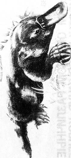 Кен Хэм Эндрю Снеллинг Карл Вилэнд КНИГА ОТВЕТОВ Ответы на 12 наиболее часто задаваемых вопросов о книге бытия, творении и эволюции - i_64.jpg