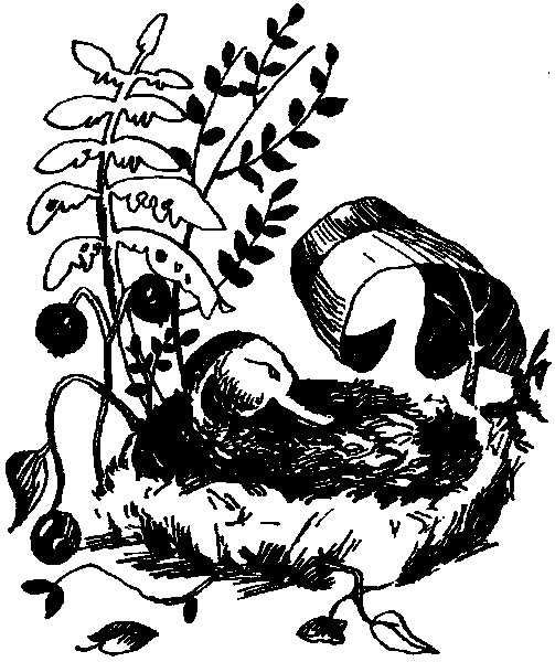 Летящие к северу - pic03.png