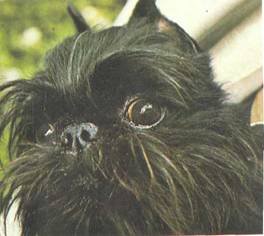 Энциклопедия собаки. Декоративные собаки. - i_015.jpg