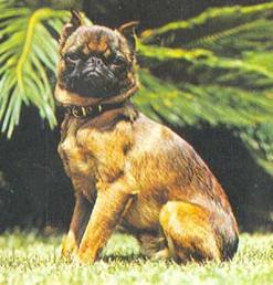 Энциклопедия собаки. Декоративные собаки. - i_016.jpg