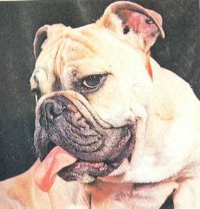 Энциклопедия собаки. Декоративные собаки. - i_017.jpg