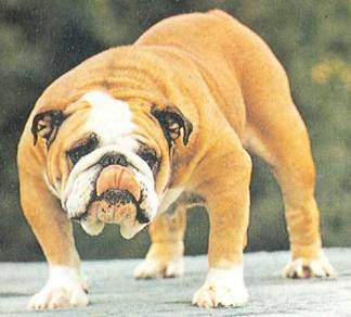 Энциклопедия собаки. Декоративные собаки. - i_018.jpg