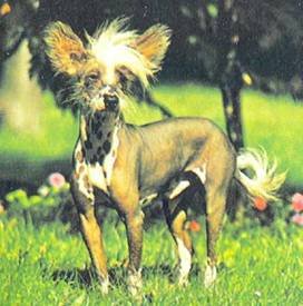 Энциклопедия собаки. Декоративные собаки. - i_022.jpg