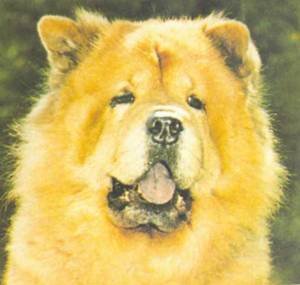 Энциклопедия собаки. Декоративные собаки. - i_023.jpg