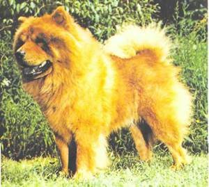 Энциклопедия собаки. Декоративные собаки. - i_024.jpg