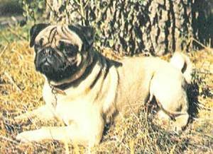 Энциклопедия собаки. Декоративные собаки. - i_025.jpg