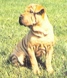 Энциклопедия собаки. Декоративные собаки. - i_026.jpg