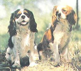 Энциклопедия собаки. Декоративные собаки. - i_028.jpg