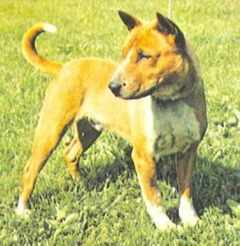 Энциклопедия собаки. Декоративные собаки. - i_029.jpg