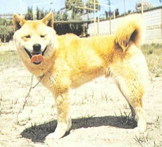 Энциклопедия собаки. Декоративные собаки. - i_030.jpg