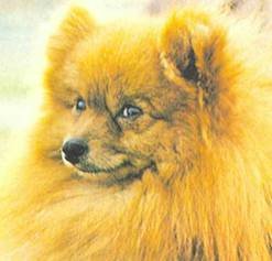 Энциклопедия собаки. Декоративные собаки. - i_031.jpg