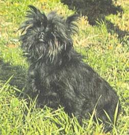 Энциклопедия собаки. Декоративные собаки. - i_032.jpg