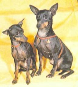 Энциклопедия собаки. Декоративные собаки. - i_033.jpg