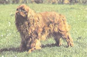 Энциклопедия собаки. Декоративные собаки. - i_034.jpg